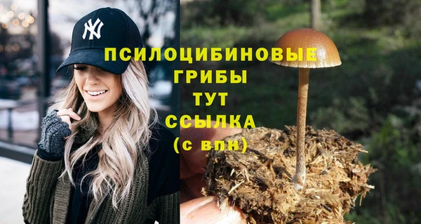 PSILOCYBIN Няндома